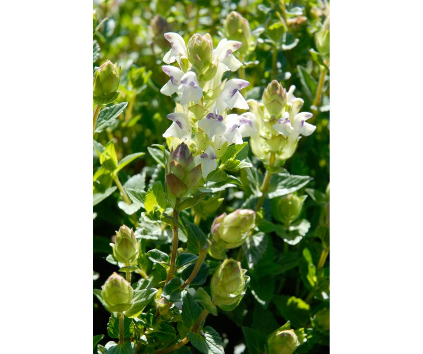Alpine Skullcap
